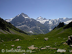 F005230: Wetterhorn, Lauteraarhorn, Schreckhorn, Ochs, Gross Fiescherhorn