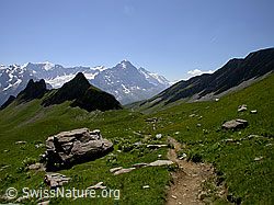 F005231: Ochs, Gross Fiescherhorn, Eiger und Jungfrau