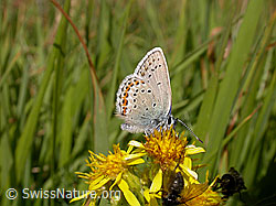 Photo: Hauhechelbläuling