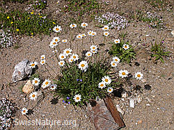 Photo: Gemeine Margeriten