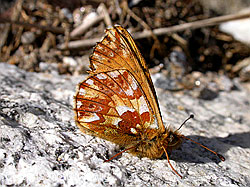Photo: Hochalpenperlmutterfalter