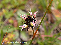 Foto: Jacquins Binse, Blüte
