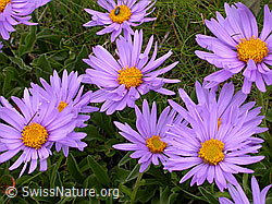 Foto: Alpen-Aster (Aster alpinus)