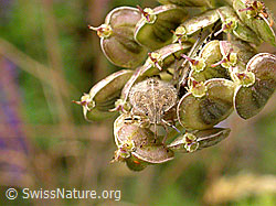 Photo: Beerenwanze (Dolycoris baccarum)