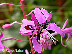 F005457: Kleiner Weidenglasflügler