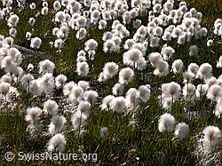 Foto: Scheuchzers Wollgras