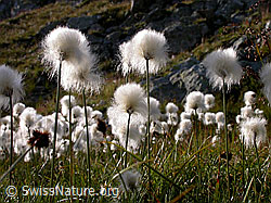 Foto: Scheuchzers Wollgras