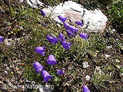 Photo: Scheuchzers Glockenblume (Campanola scheuchzeri)