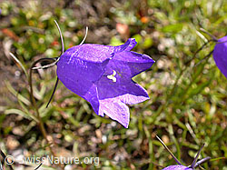 Photo: Scheuchzers Glockenblume (Campanula scheuchzeri)