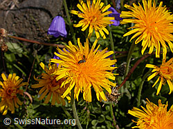 F006028: Blüten des Alpen-Habichtskraut