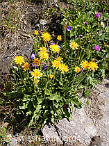 F006030: Alpen-Habichtskraut