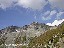 F006038: Pizzo Gallina (Nufenenpass)