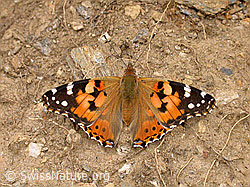 Foto: Distelfalter (Cynthia cardui)