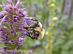 F006129: Ackerhummel