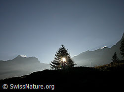 F006156: Tanne im Gegenlicht