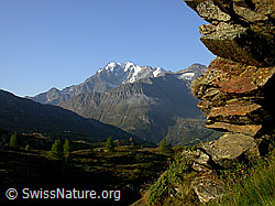 F006161: Simplon: Fletschhorn, Senggchuppa, Lärchen und Fels