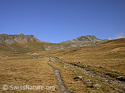 F006171: Pfad über Alpweide zur Nanzlicke und Spitzhorli