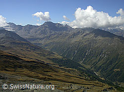 F006209: Spitzhorli: Nanztal zu Mattwaldhorn und Simelihorn