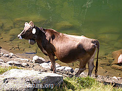 F006395: Rind am Schaplersee