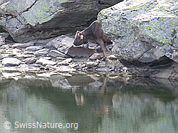 F006406: Rind am Schaplersee