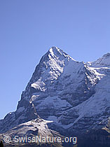 F006643: Mürren: Eiger (Westflanke)