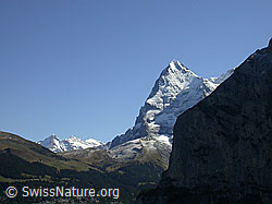 F006652: Wetterhorn, Mittelhorn, Rosenhorn und Eiger