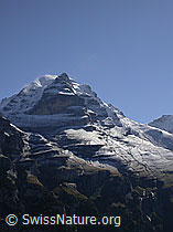 F006662: Jungfrau Rotbrätt, Silberhorn und Rottal