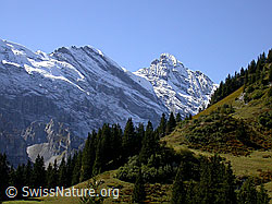 F006674: Tschingelspitz, Gspaltenhorn, Alpweiden und Wald