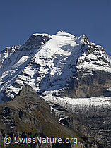 F006730: Mürren: Silberhorn, Jungfrau und Rotbrätt