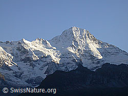 F006776: Lauterbrunnen Breithorn im Abendlicht