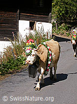 F006960: Geschmückte Kuh