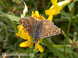 F006967: Weissgesäumter Würfelfalter
