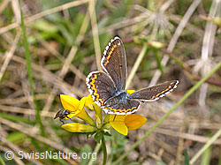 Photo: Hauhechelbläuling, Weibchen