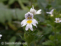 Photo: Gebräuchlicher Augentrost, Blüte