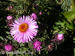 Photo: Neuenglische Aster