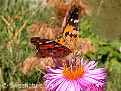 Foto: Distelfalter (Cynthia cardui)