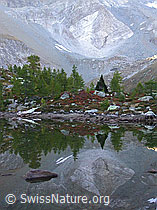 F007342: Grüne Lärchen spiegeln sich im Wasser