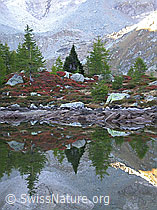 F007354: Grüne Lärchen in herbstlicher Umgebung mit Spiegelung