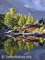 F007372: Streiflicht am Morgen im Uferbereich eines Bergsees
