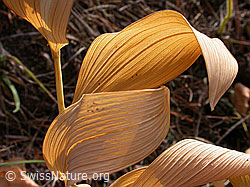 Foto: Herbstliche Blätter des Echten Salomonssiegel (Polygonatum odoratum)