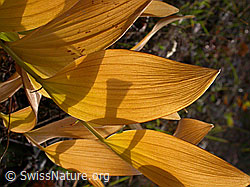 Foto: Blätter des Echten Salomonssiegel (Polygonatum odoratum)