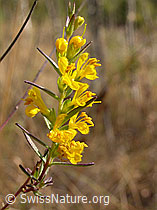 Gelber Zahntrost (Odontites luteus) (-, F007500)