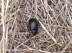 Photo: Galeruca tanaceti