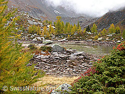 F007530: Herbststimmung am teilweise ausgetrockneten Mässersee
