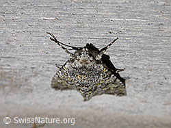 F007557: Unbekannter Falter