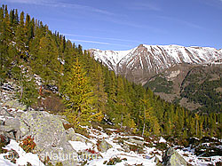 F007599: Lärchenwald, Schweifegrat, Grosses Fülhorn