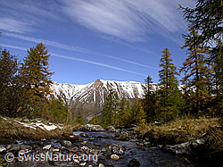 F007617: Mässerbach mit herbstlich gefärbtem Lärchenwald