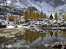 F007655: Goldene Lärchen mit Spiegelung in Gewässer