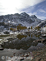 F007660: Gelbe Lärchen mit Spiegelung in Gewässer