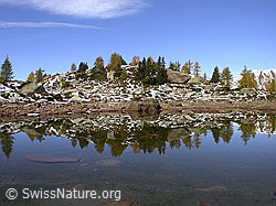 F007664: Herbstliche Lärchen mit Spiegelung im See